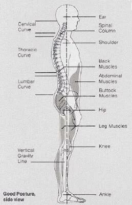 Good Posture Side View