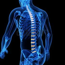 Intervertebral Discs